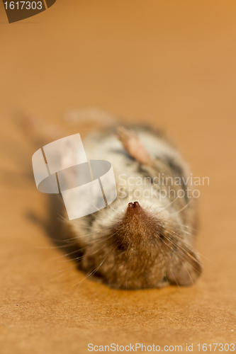 Image of A dead mouse