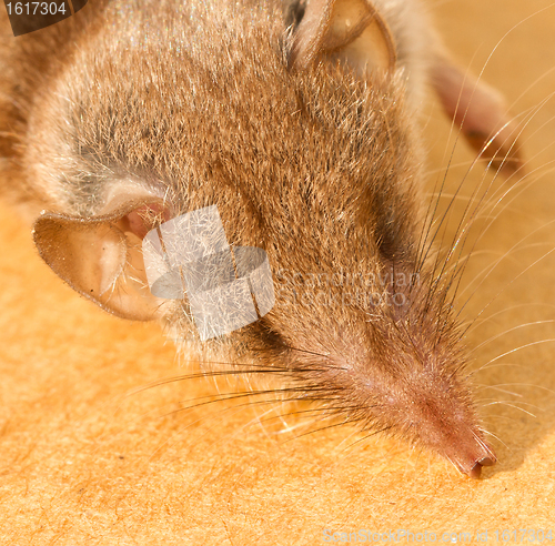 Image of A dead mouse