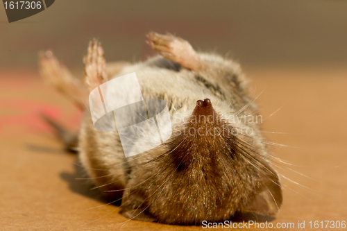 Image of A dead mouse