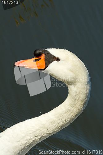 Image of A swan