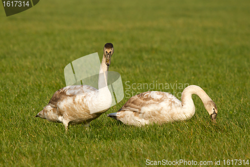 Image of Two young swans