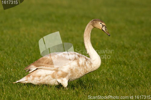 Image of A young swan