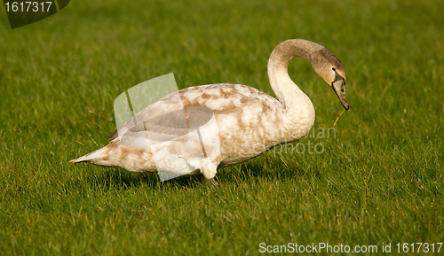 Image of A young swan