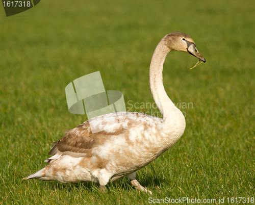 Image of A young swan