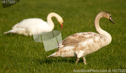 Image of Two swans