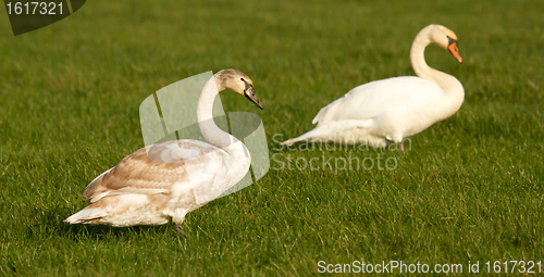 Image of Two swans