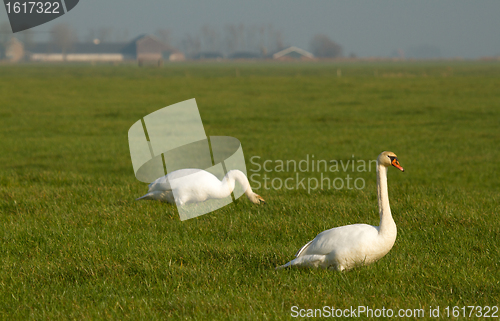 Image of Two swans