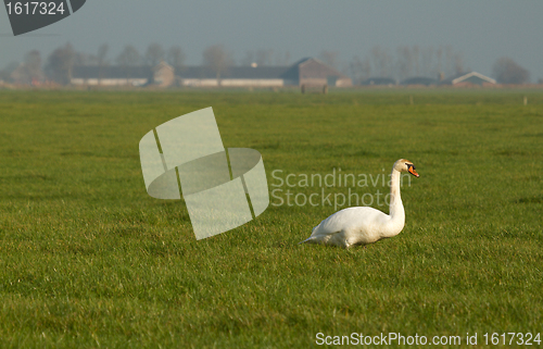 Image of A swan is eating