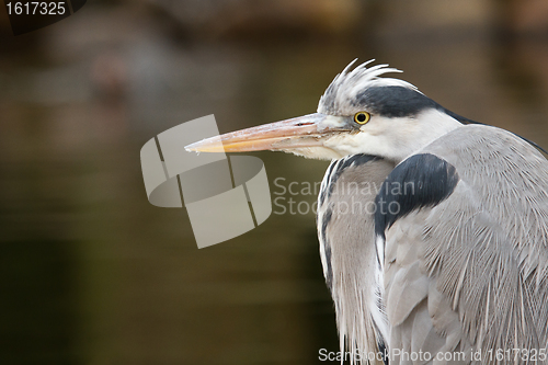 Image of Great blue heron