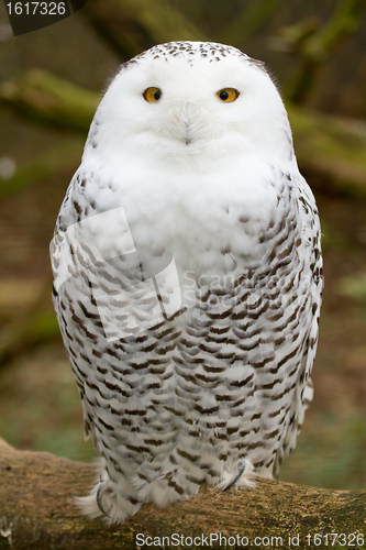 Image of A snow owl