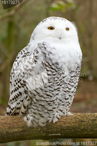 Image of A snow owl
