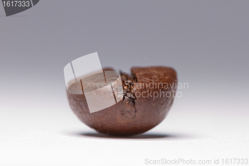 Image of One coffee bean 