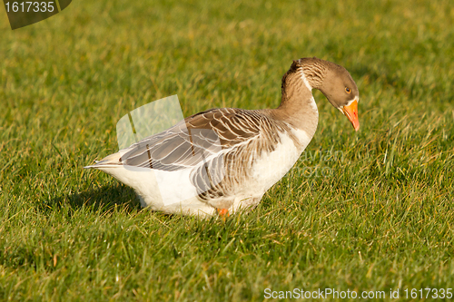 Image of A goose