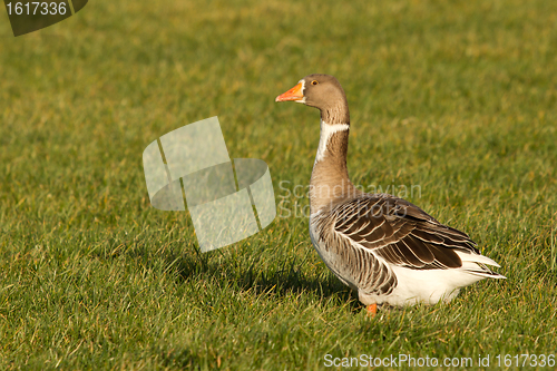 Image of A goose