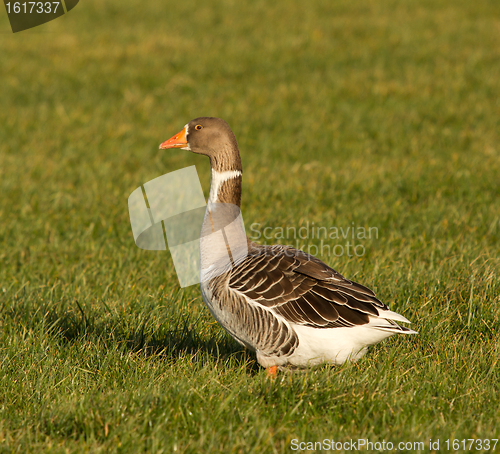 Image of A goose