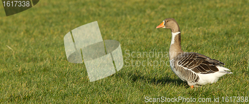Image of A goose