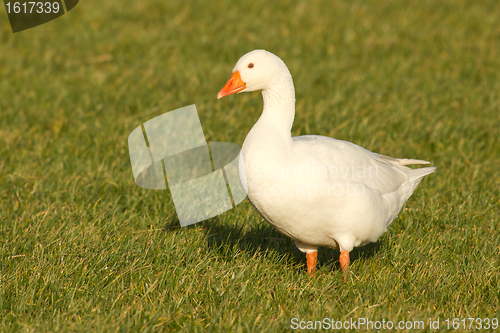 Image of A goose