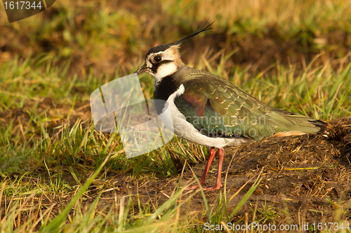 Image of A lapwing in a field