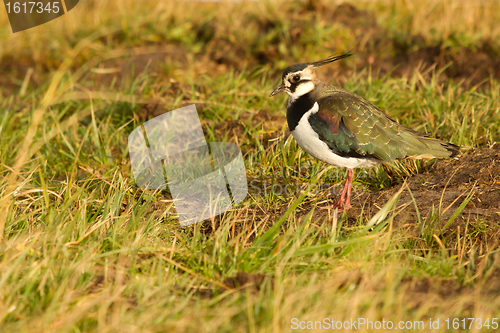 Image of A lapwing in a field