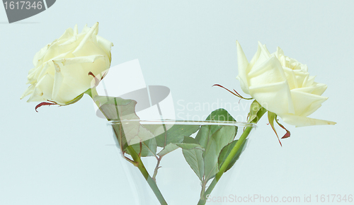 Image of Two white roses