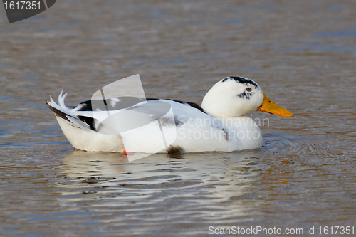 Image of A wild duck