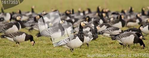 Image of A group of barnacle geese