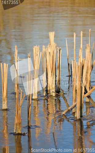 Image of Reed in frozen lake