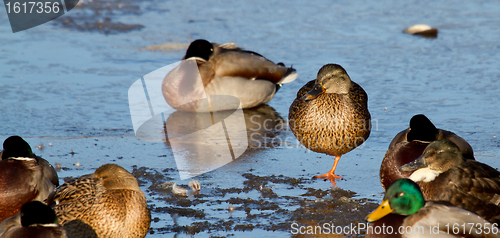 Image of A group of wild ducks