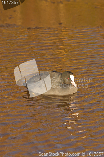 Image of A common coot