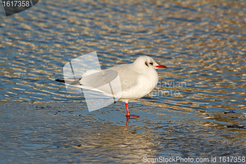 Image of Black-headed gull