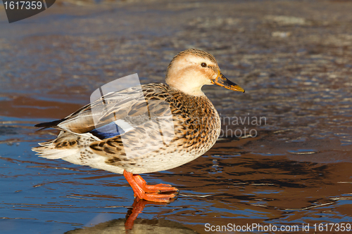 Image of A wild duck