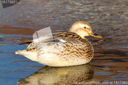 Image of A wild duck