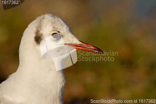 Image of A black-headed gull