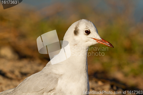 Image of A black-headed gull