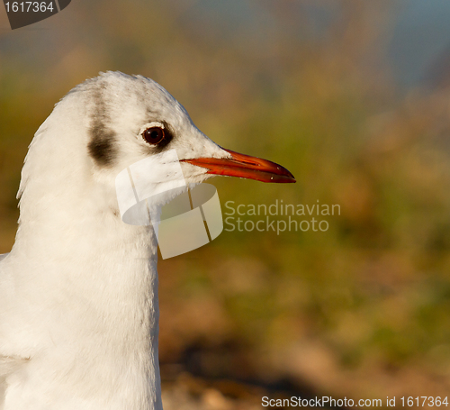 Image of A black-headed gull