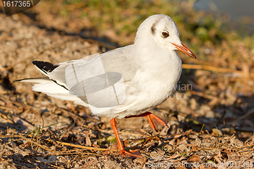 Image of A black-headed gull