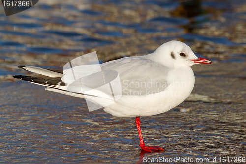 Image of A black-headed gull