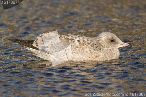 Image of A seagull in the water