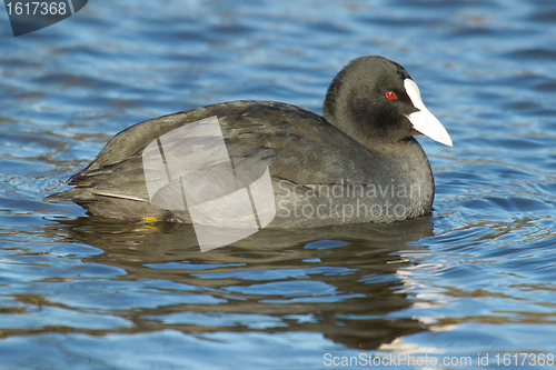 Image of A common coot in the water