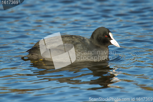 Image of A common coot in the water