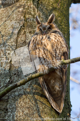 Image of A sleeping long-eared owl