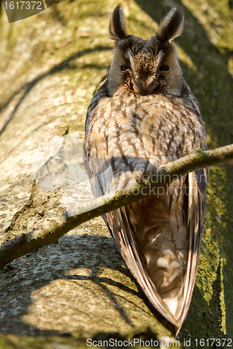 Image of A sleeping long-eared owl