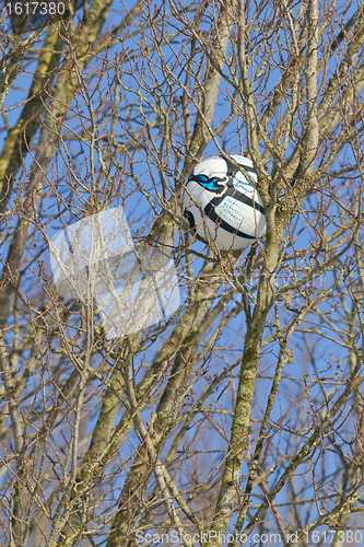 Image of A football in a tree 