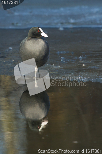 Image of A common coot