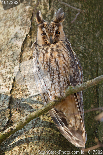 Image of A sleeping long-eared owl