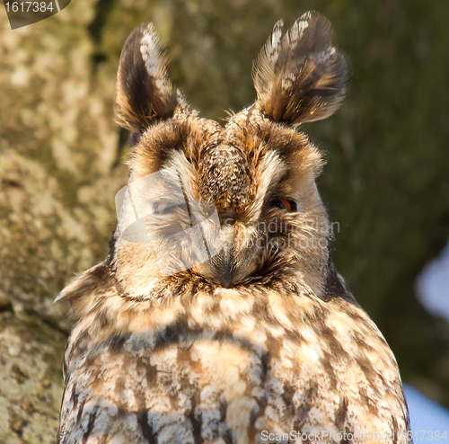 Image of A sleeping long-eared owl