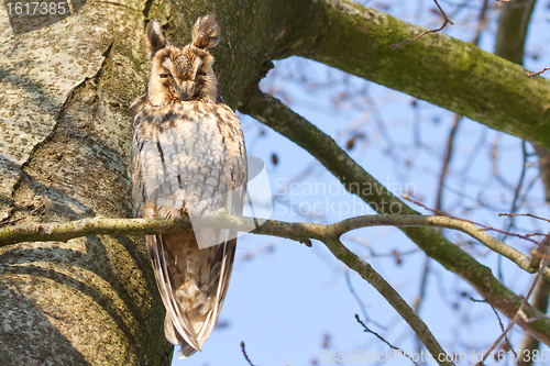 Image of A sleeping long-eared owl