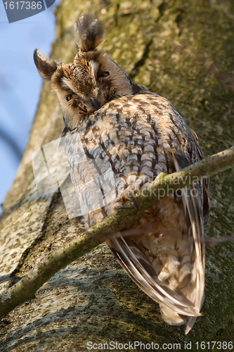 Image of A sleeping long-eared owl