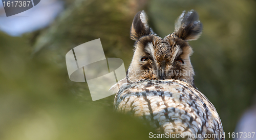 Image of A sleeping long-eared owl