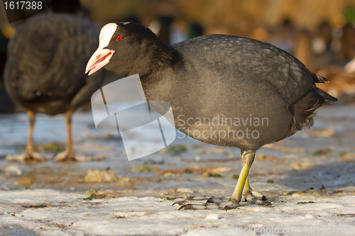 Image of A common coot on the ice